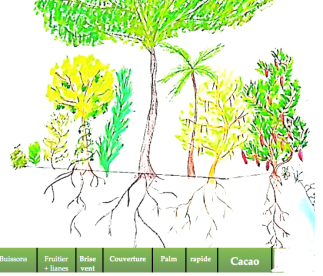 SchémaAgroforesterieCacao